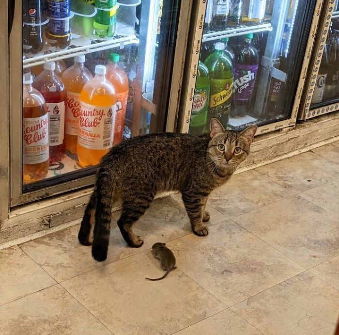 30 Awesome Images Of Cats Acting Like They Own The Place