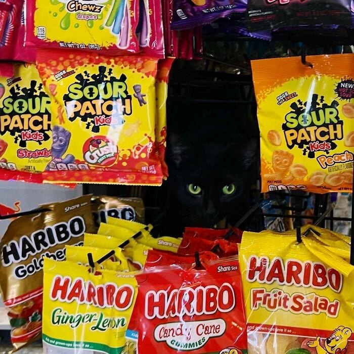 30 Awesome Images Of Cats Acting Like They Own The Place