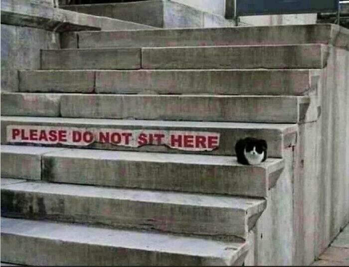 30 Awesome Images Of Cats Acting Like They Own The Place