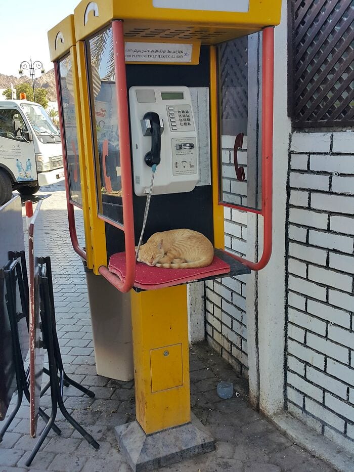30 Awesome Images Of Cats Acting Like They Own The Place