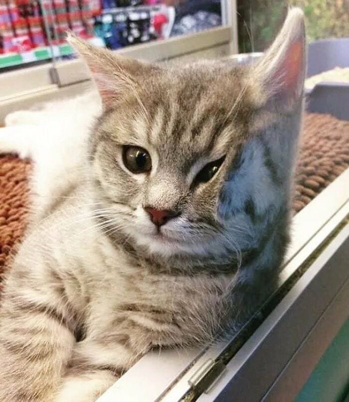 30 Awesome Images Of Cats Acting Like They Own The Place