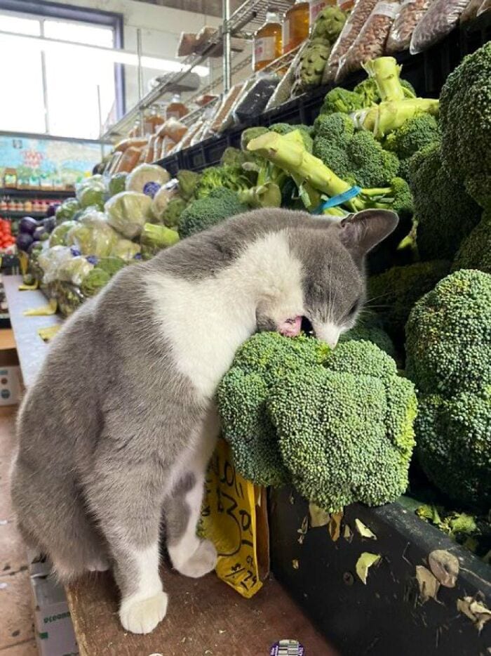 30 Awesome Images Of Cats Acting Like They Own The Place