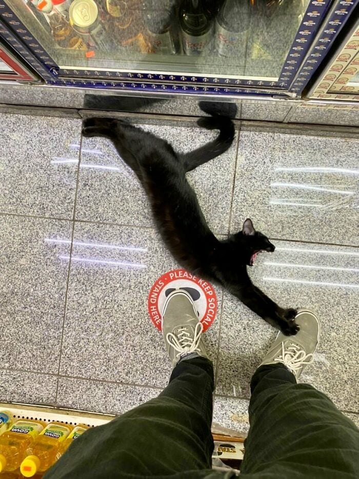 30 Awesome Images Of Cats Acting Like They Own The Place