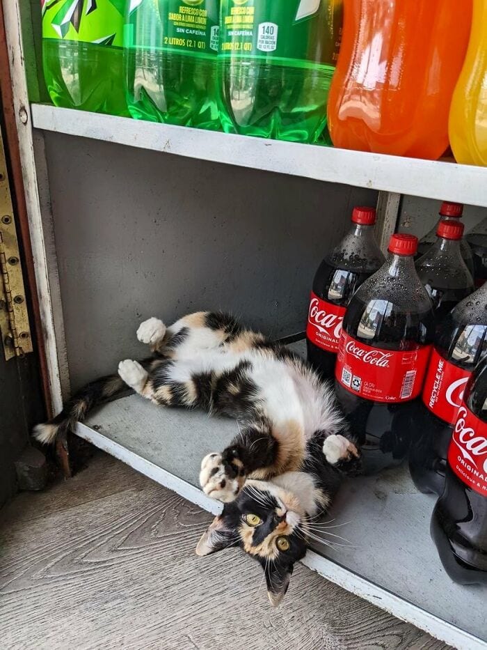 30 Awesome Images Of Cats Acting Like They Own The Place