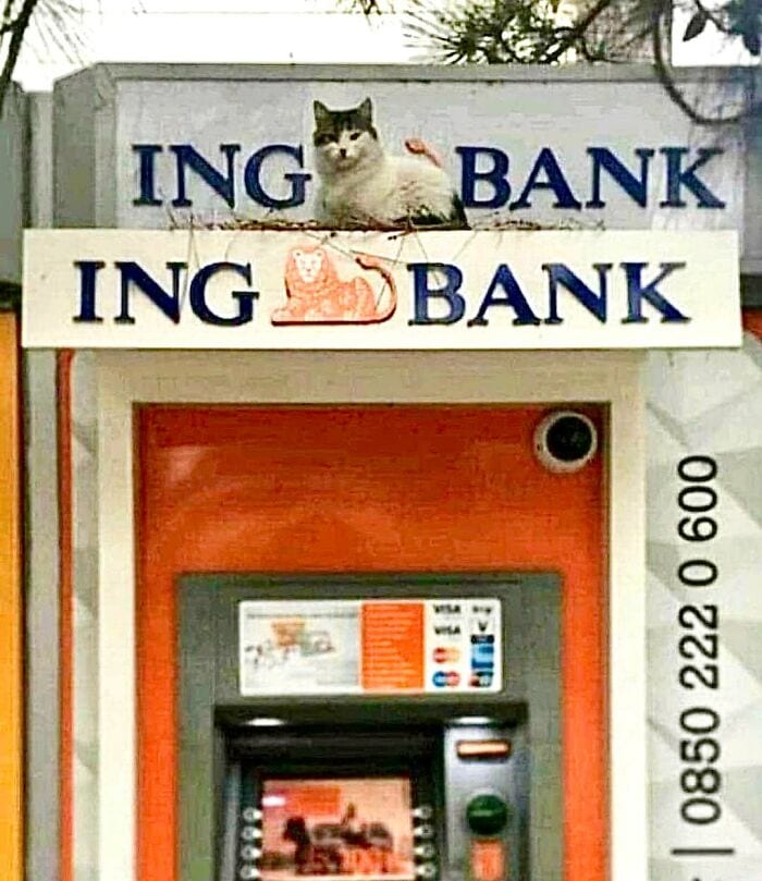 30 Awesome Images Of Cats Acting Like They Own The Place