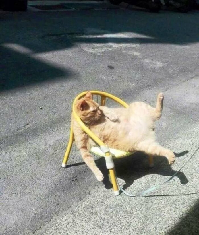 30 Awesome Images Of Cats Acting Like They Own The Place