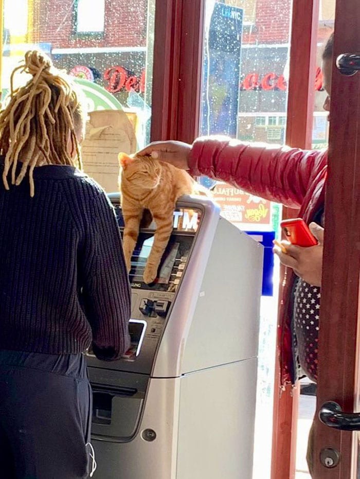 30 Awesome Images Of Cats Acting Like They Own The Place