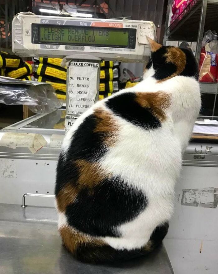 30 Awesome Images Of Cats Acting Like They Own The Place