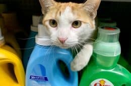 30 Awesome Images Of Cats Acting Like They Own The Place