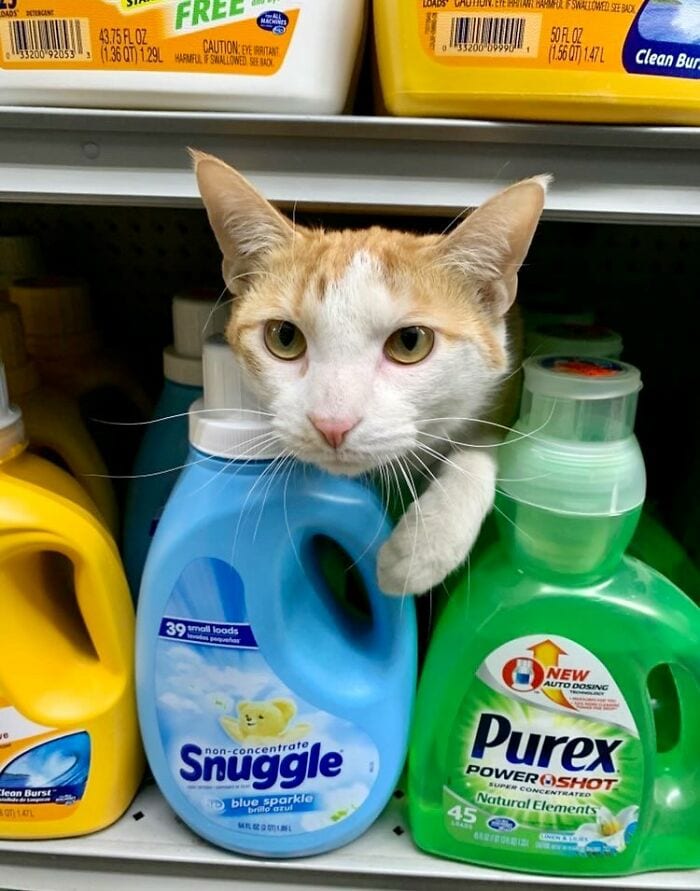 30 Awesome Images Of Cats Acting Like They Own The Place