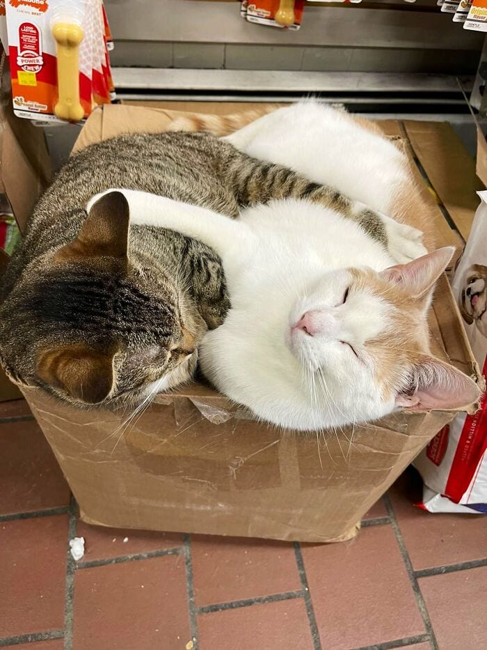 30 Awesome Images Of Cats Acting Like They Own The Place