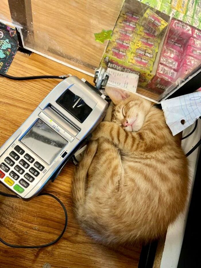 30 Awesome Images Of Cats Acting Like They Own The Place
