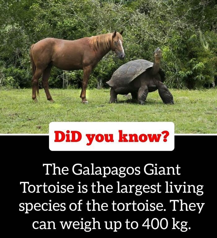 30 Epic Facts You Probably Didn'T Know !