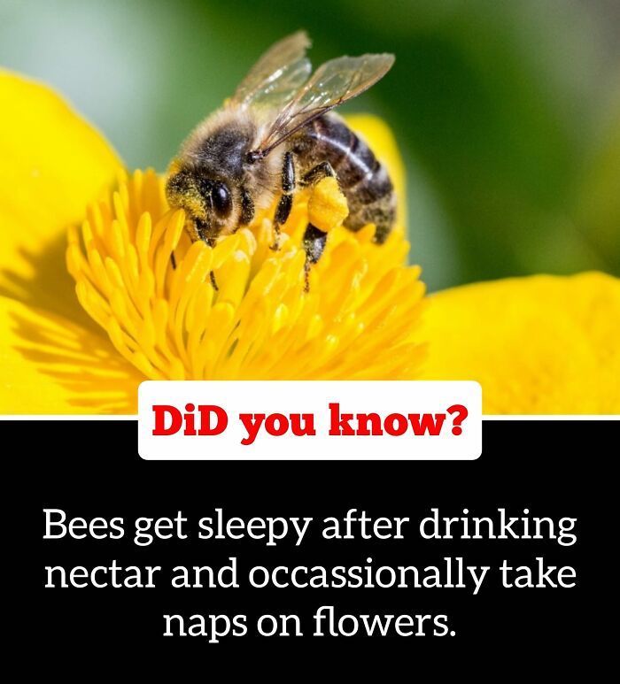 30 Epic Facts You Probably Didn'T Know !