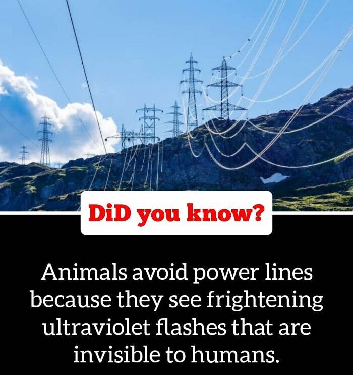 30 Epic Facts You Probably Didn'T Know !