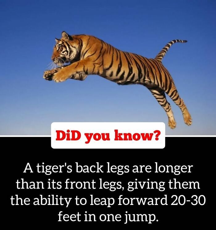 30 Epic Facts You Probably Didn'T Know !