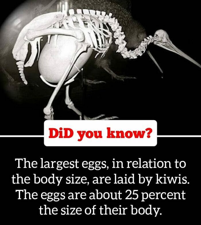 30 Epic Facts You Probably Didn'T Know !