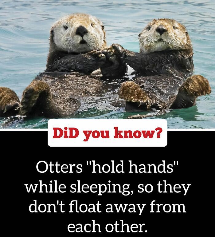 30 Epic Facts You Probably Didn'T Know !