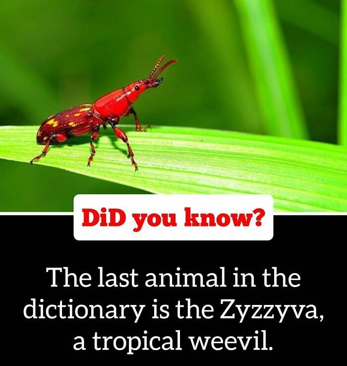 30 Epic Facts You Probably Didn'T Know !
