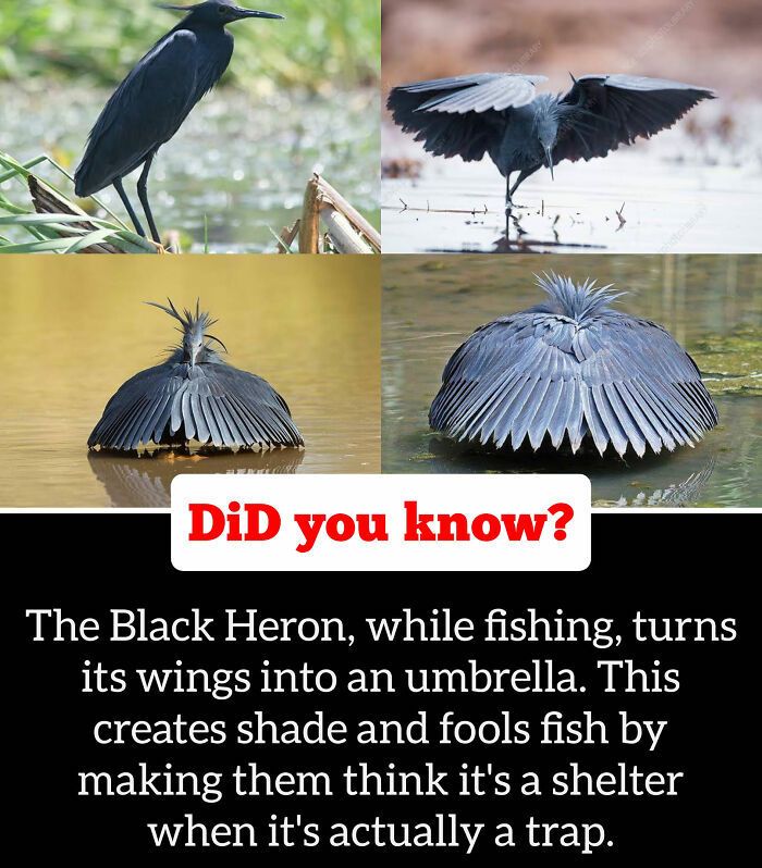 30 Epic Facts You Probably Didn'T Know !