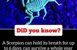 30 Epic Facts You Probably Didn'T Know !