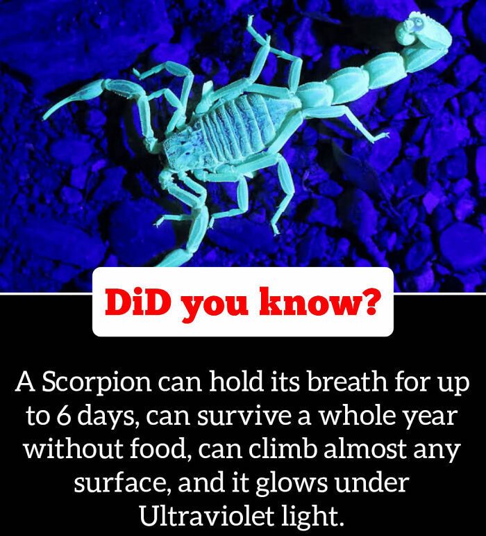 30 Epic Facts You Probably Didn'T Know !