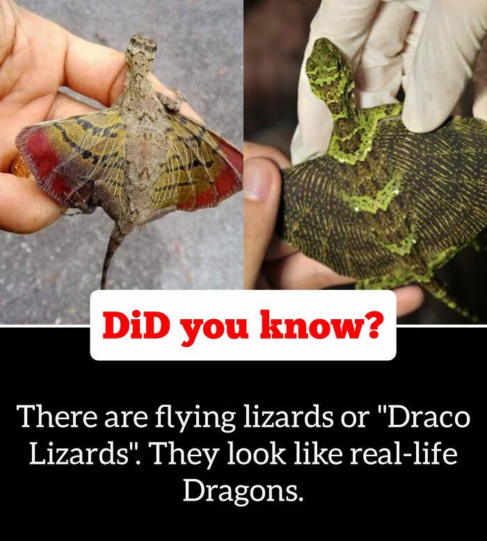 30 Epic Facts You Probably Didn'T Know !