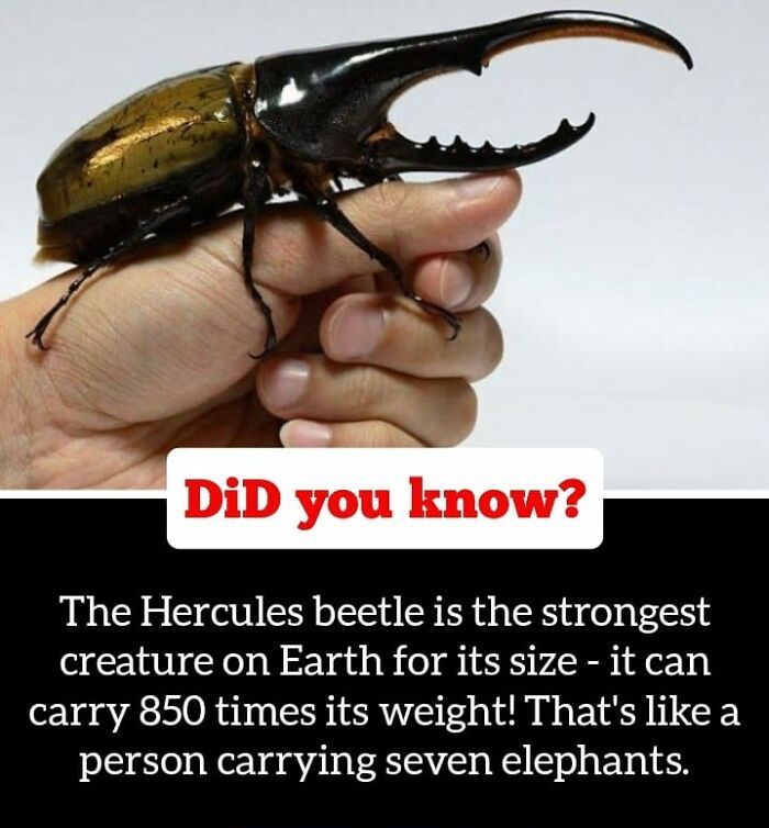 30 Epic Facts You Probably Didn'T Know !