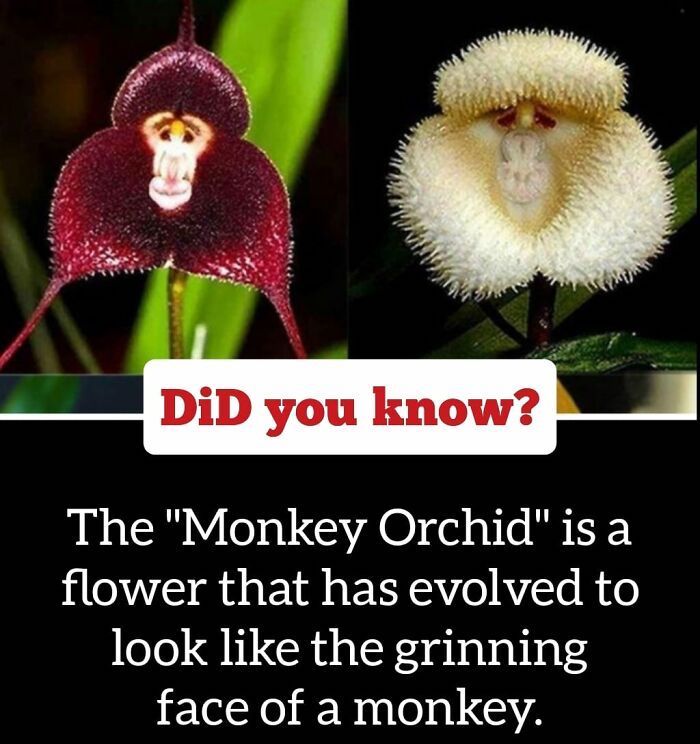 30 Epic Facts You Probably Didn'T Know !