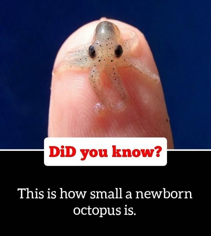 30 Epic Facts You Probably Didn'T Know !
