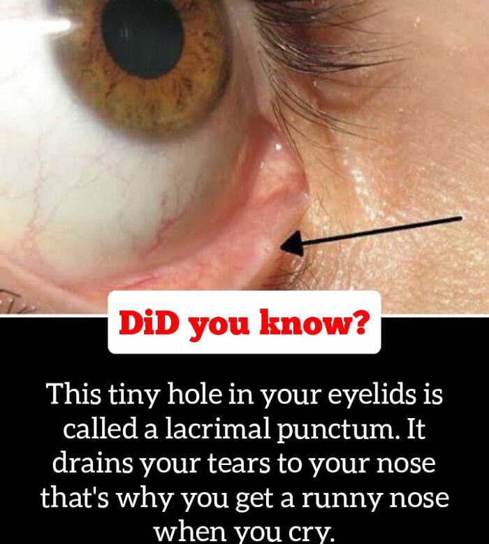30 Epic Facts You Probably Didn'T Know !