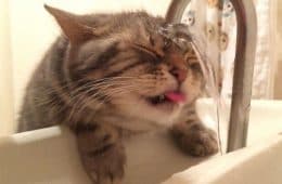 30 Nonsense Pics Of Cats That Weirdly Make Sense