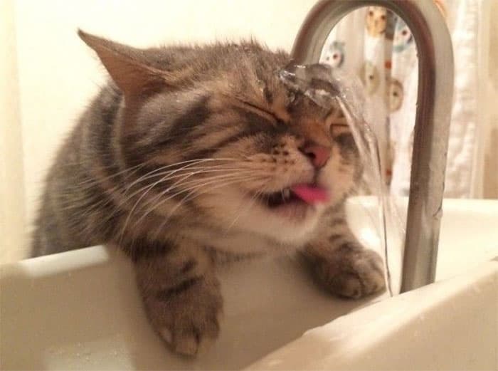 30 Nonsense Pics Of Cats That Weirdly Make Sense
