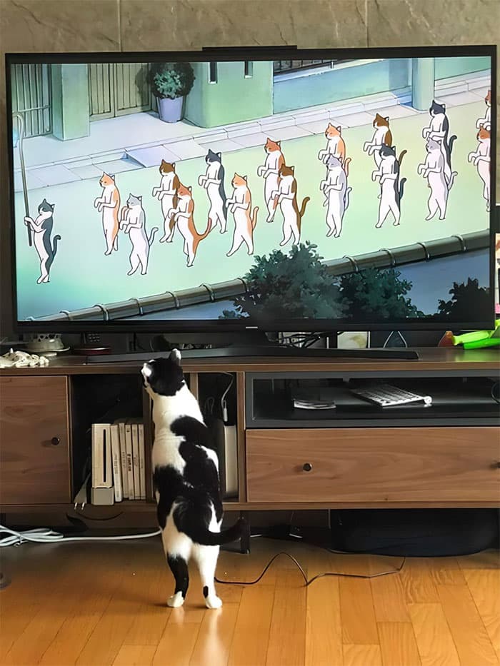 30 Nonsense Pics Of Cats That Weirdly Make Sense
