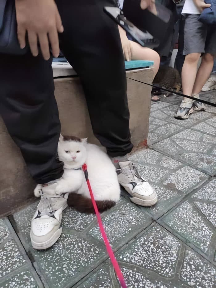 30 Nonsense Pics Of Cats That Weirdly Make Sense