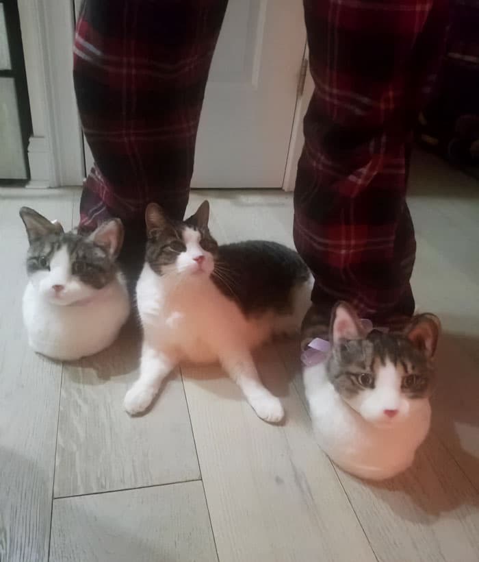 30 Nonsense Pics Of Cats That Weirdly Make Sense