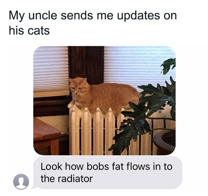 30 Nonsense Pics Of Cats That Weirdly Make Sense