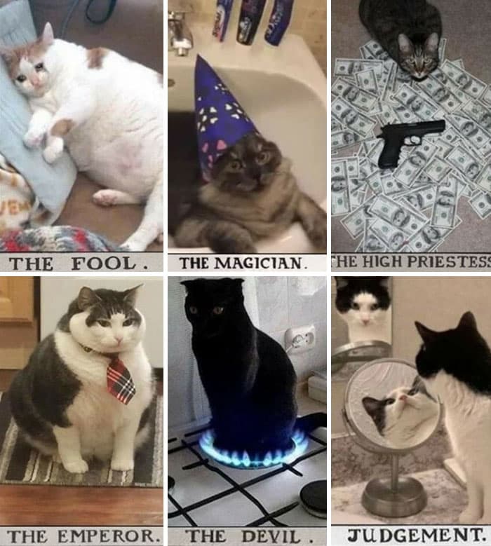 30 Nonsense Pics Of Cats That Weirdly Make Sense