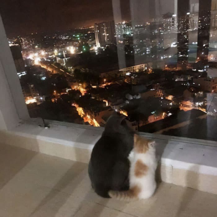 30 Nonsense Pics Of Cats That Weirdly Make Sense