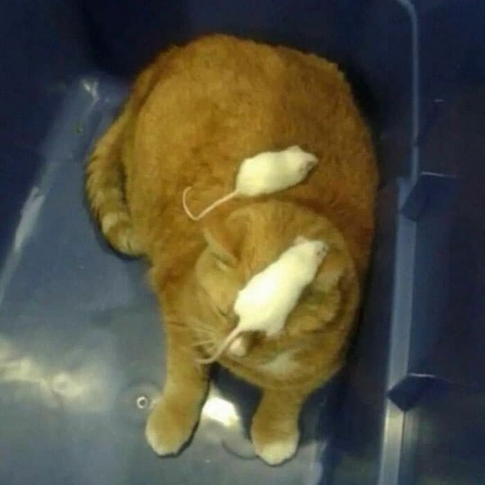 30 Nonsense Pics Of Cats That Weirdly Make Sense