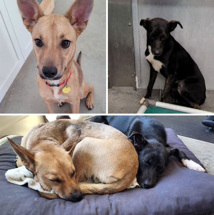 30 SoulHealing Pics Of Rescue Pets In Their New Homes 