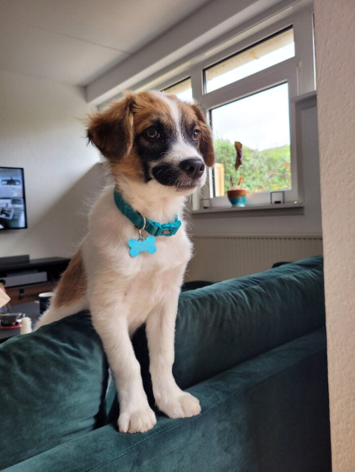 30 SoulHealing Pics Of Rescue Pets In Their New Homes 
