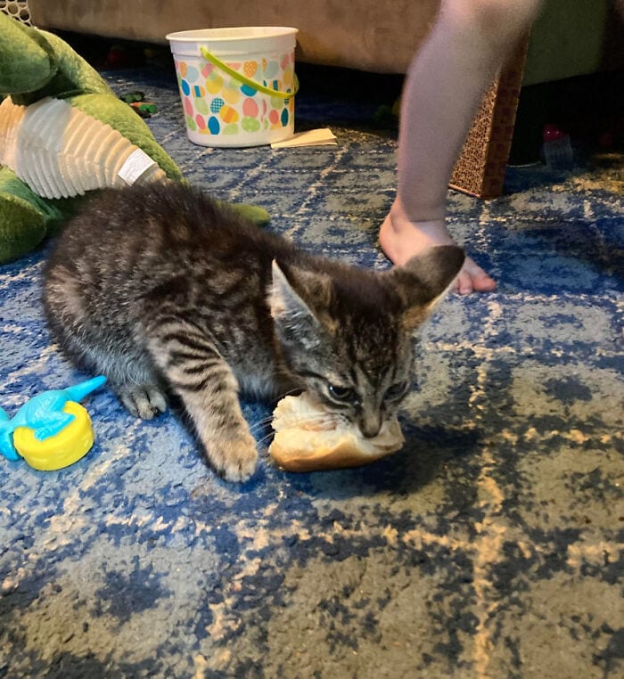 30 SoulHealing Pics Of Rescue Pets In Their New Homes 