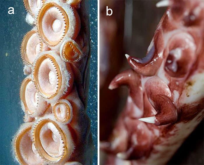 30 Extremely Terrifying Images From The Deep Sea
