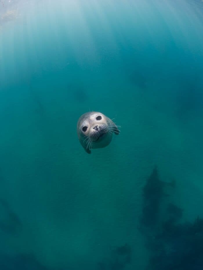 30 Extremely Terrifying Images From The Deep Sea