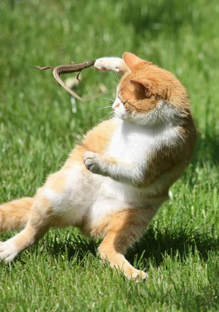 30 Times Lizards Were Caught Being Unbearably Cute