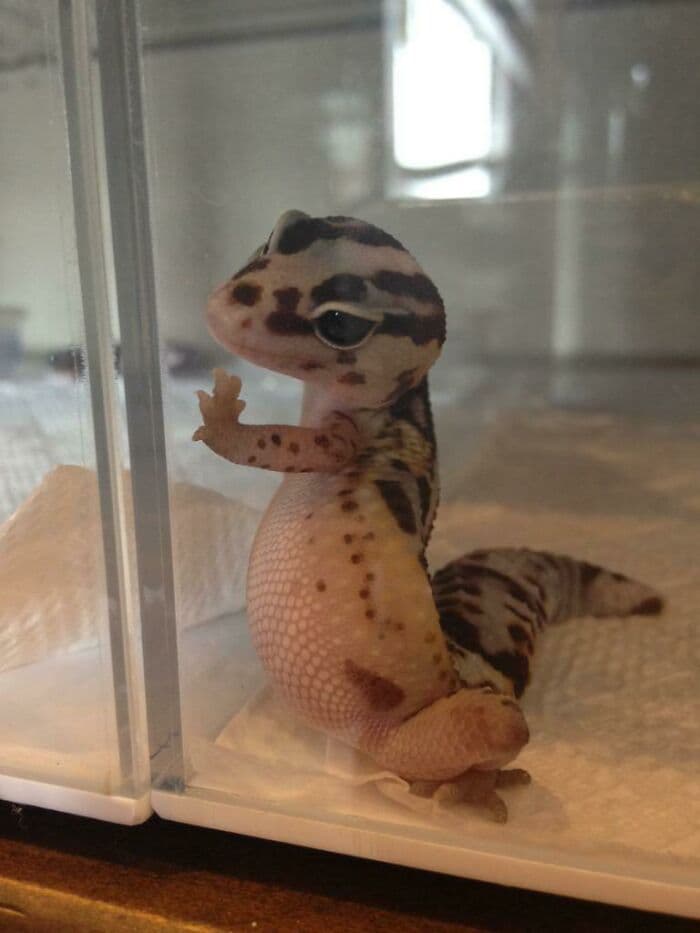 30 Times Lizards Were Caught Being Unbearably Cute
