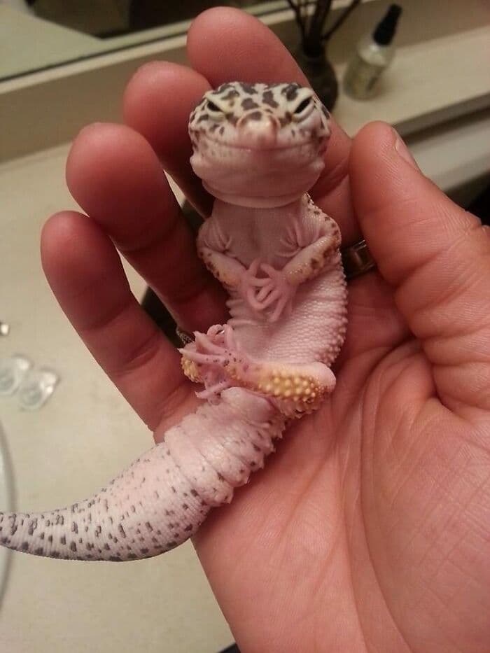 30 Times Lizards Were Caught Being Unbearably Cute