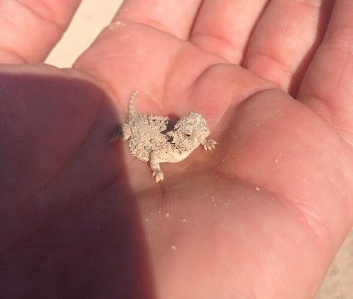 30 Times Lizards Were Caught Being Unbearably Cute