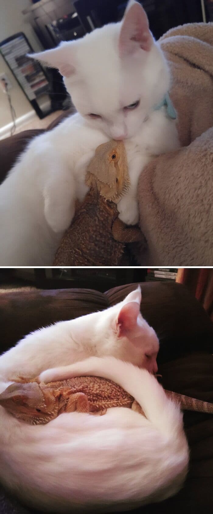30 Times Lizards Were Caught Being Unbearably Cute